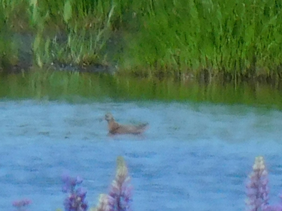 Red Phalarope - ML620219121