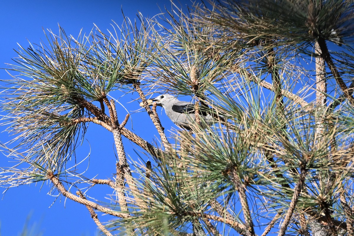 Clark's Nutcracker - ML620219127