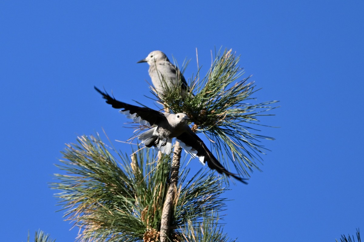 Clark's Nutcracker - ML620219138