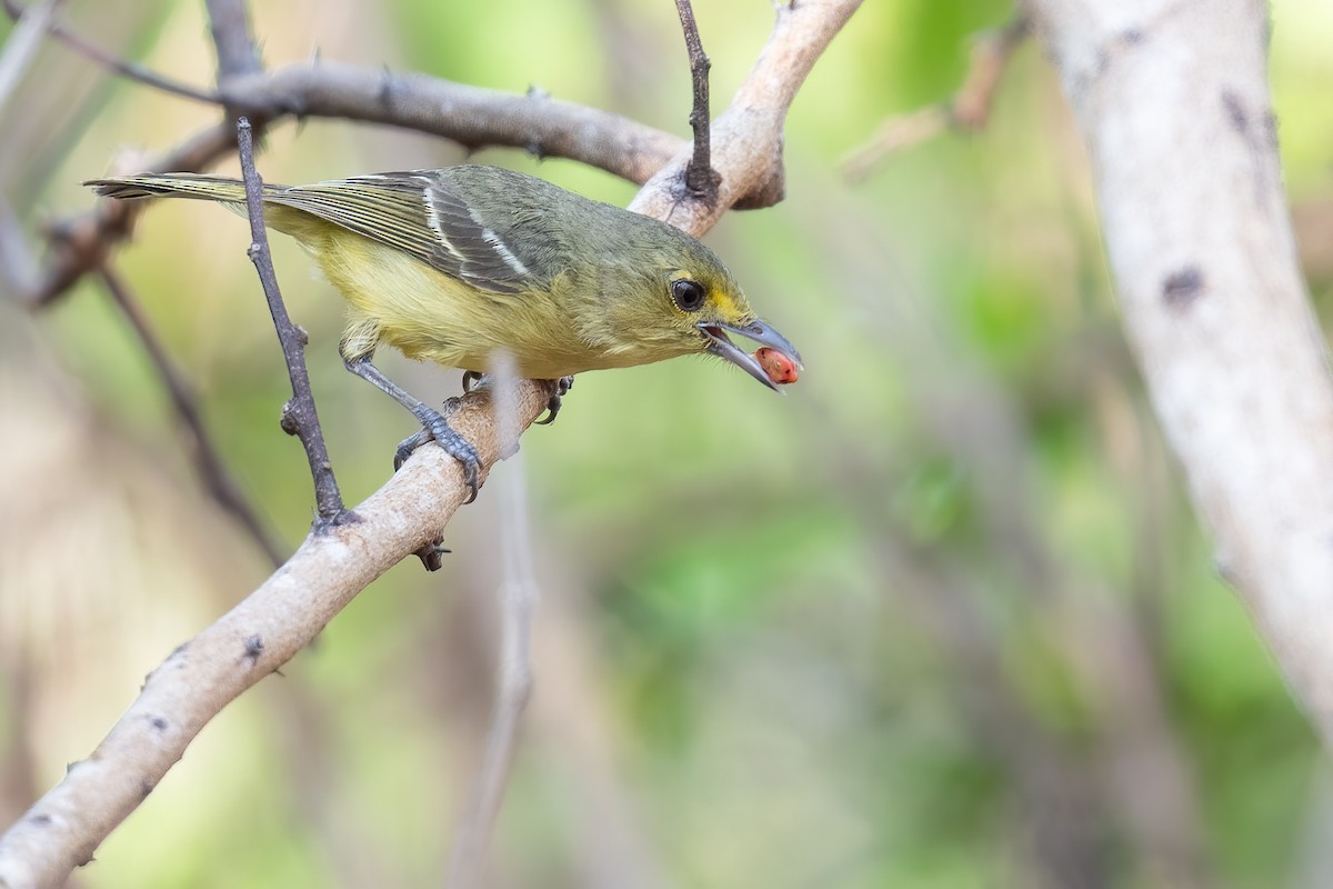 Mangrove Vireo - Ben  Lucking