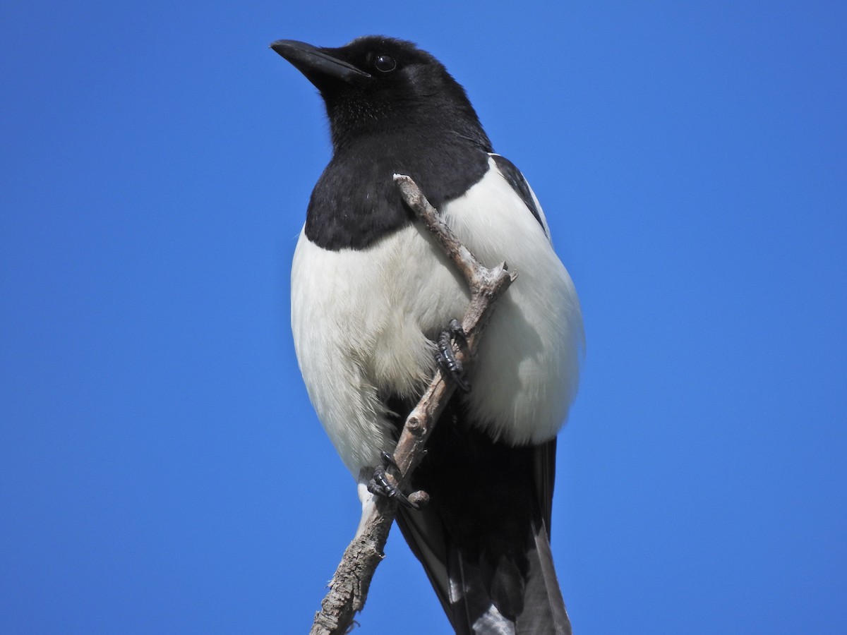 Black-billed Magpie - ML620219146