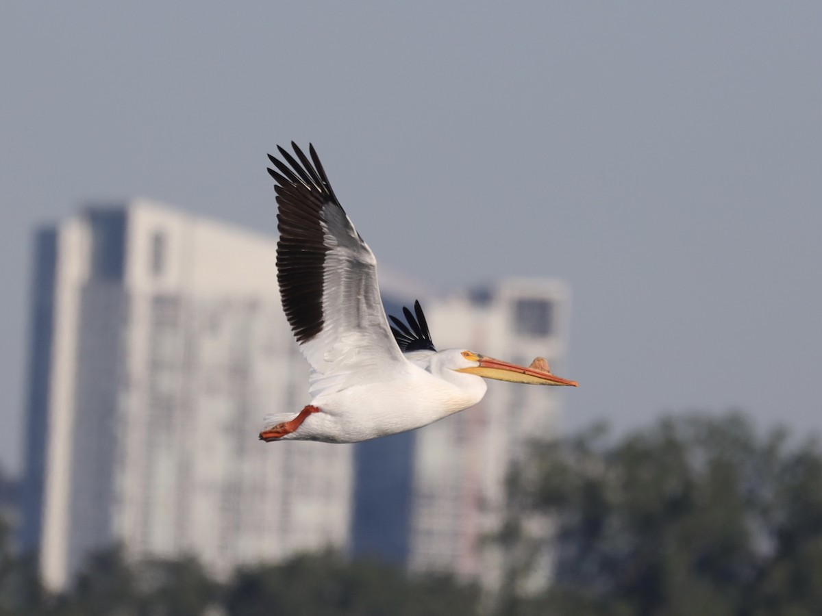 American White Pelican - ML620219159