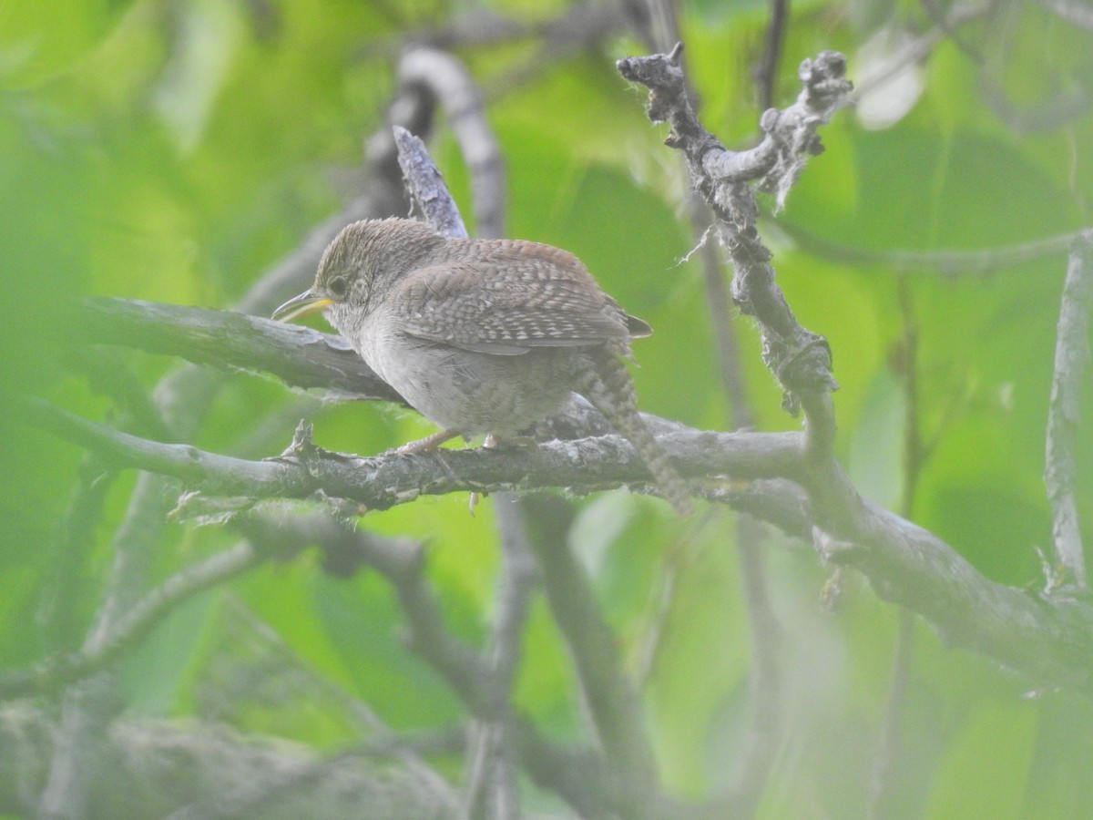 House Wren - ML620219165