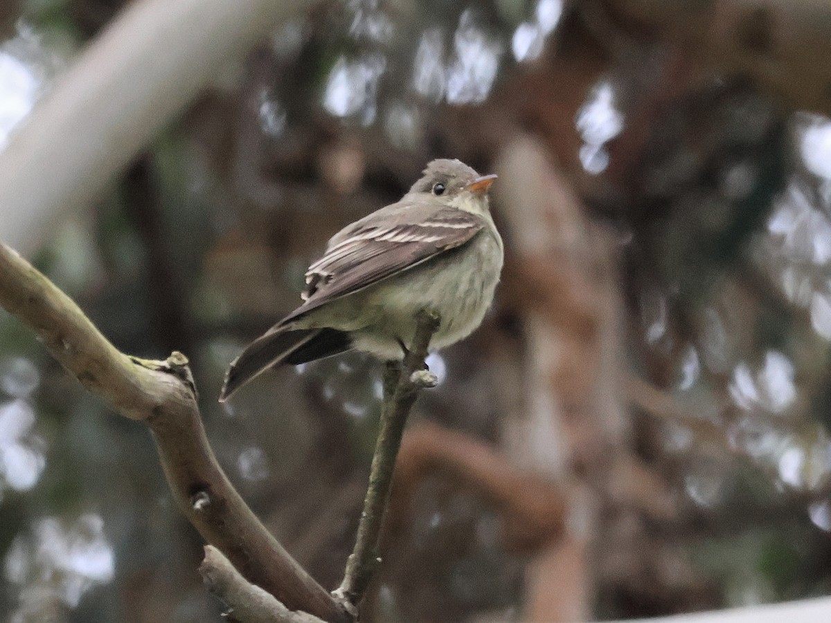 Eastern Wood-Pewee - ML620219175