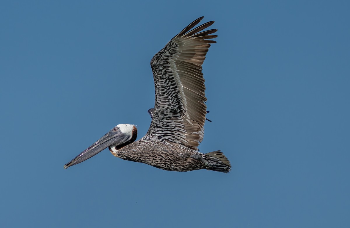 Brown Pelican - ML620219178