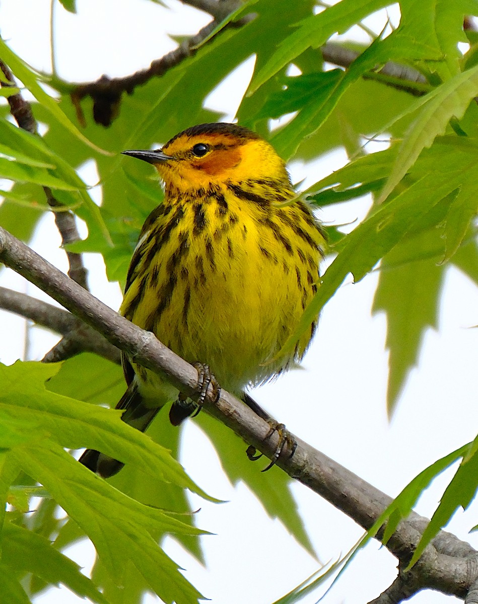 Cape May Warbler - ML620219180