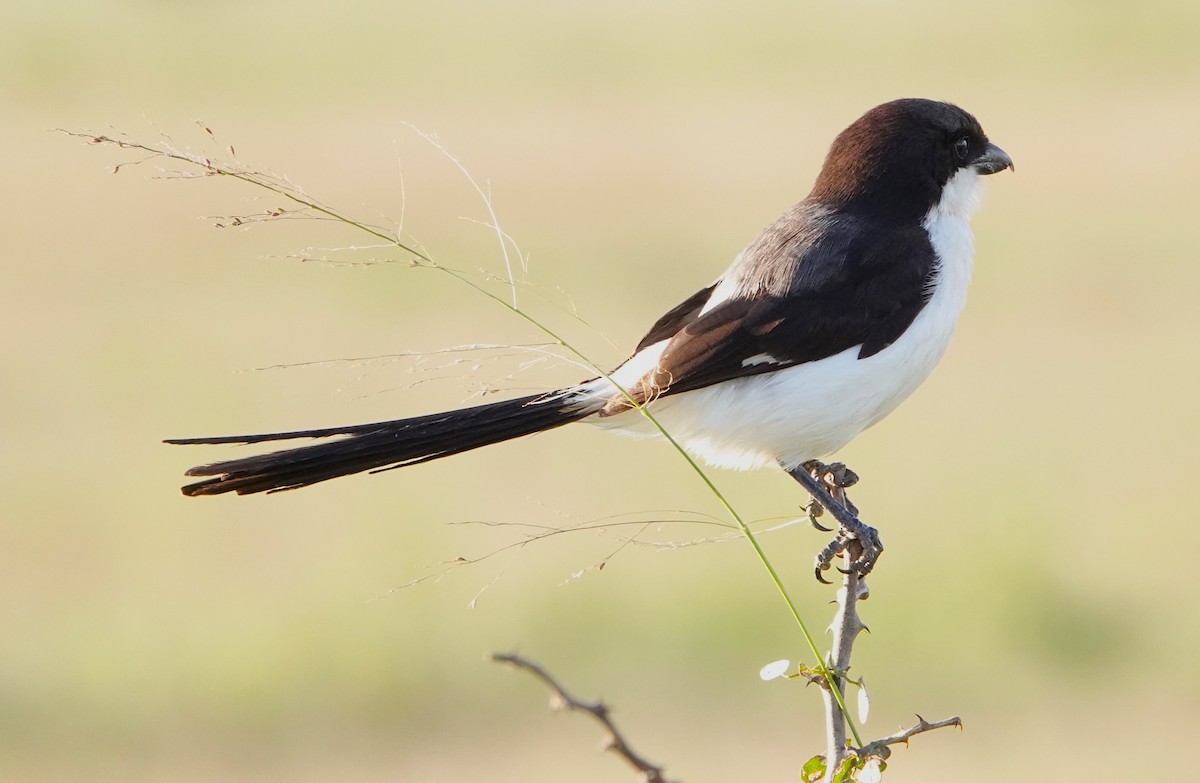 Long-tailed Fiscal - ML620219191