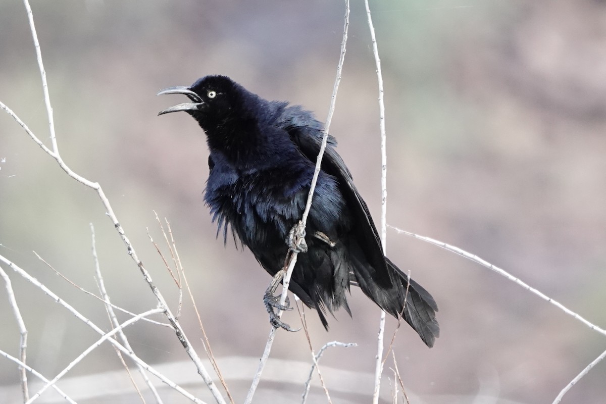 Great-tailed Grackle - ML620219192