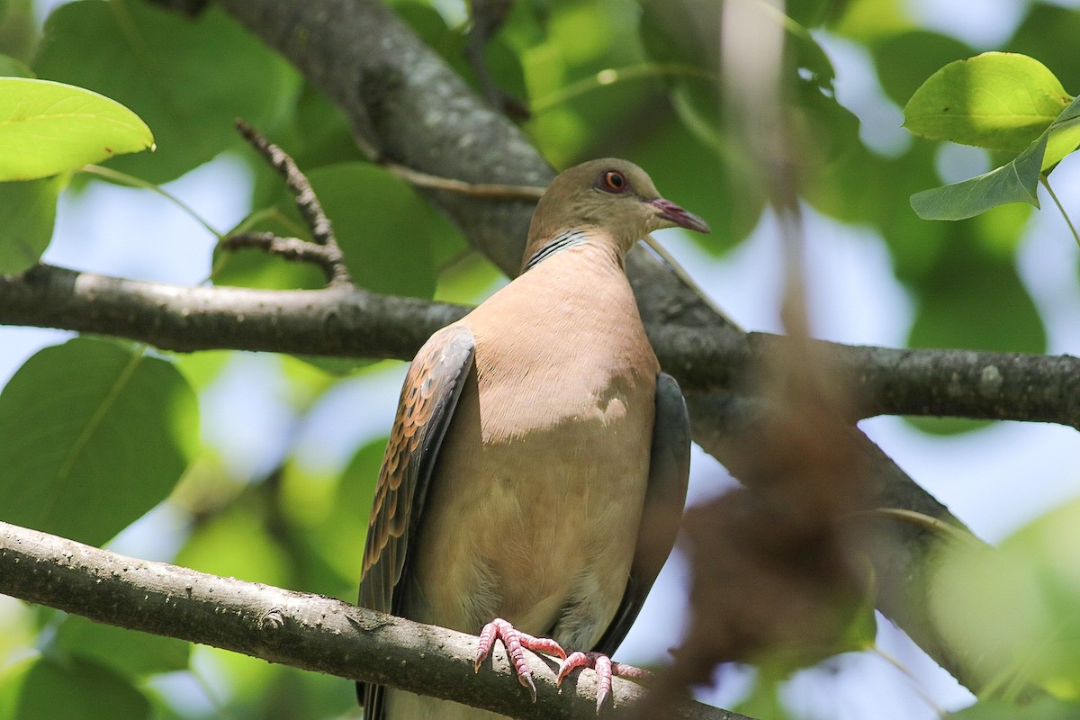 Oriental Turtle-Dove - ML620219193