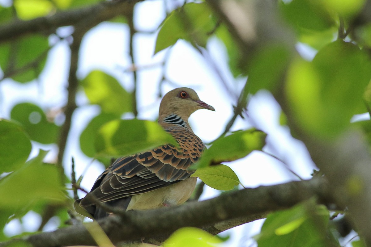 Oriental Turtle-Dove - ML620219195