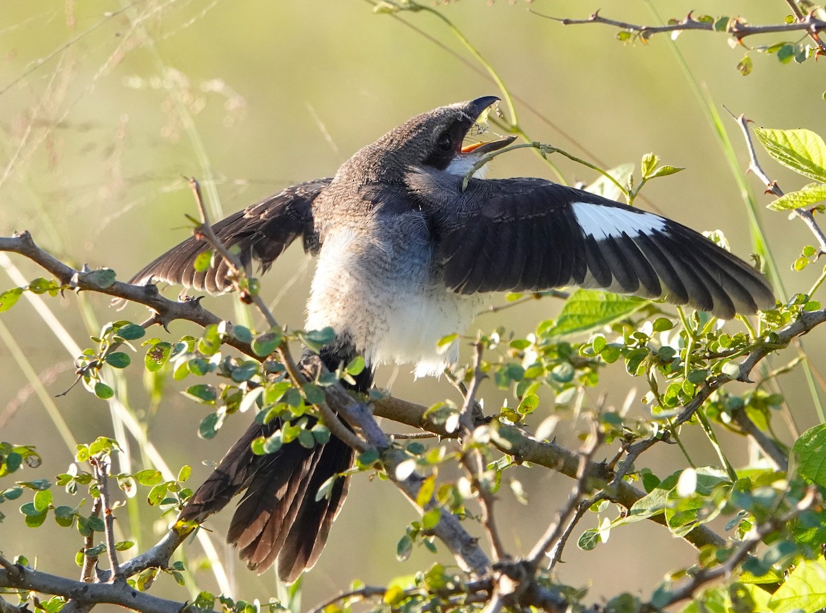Long-tailed Fiscal - ML620219196