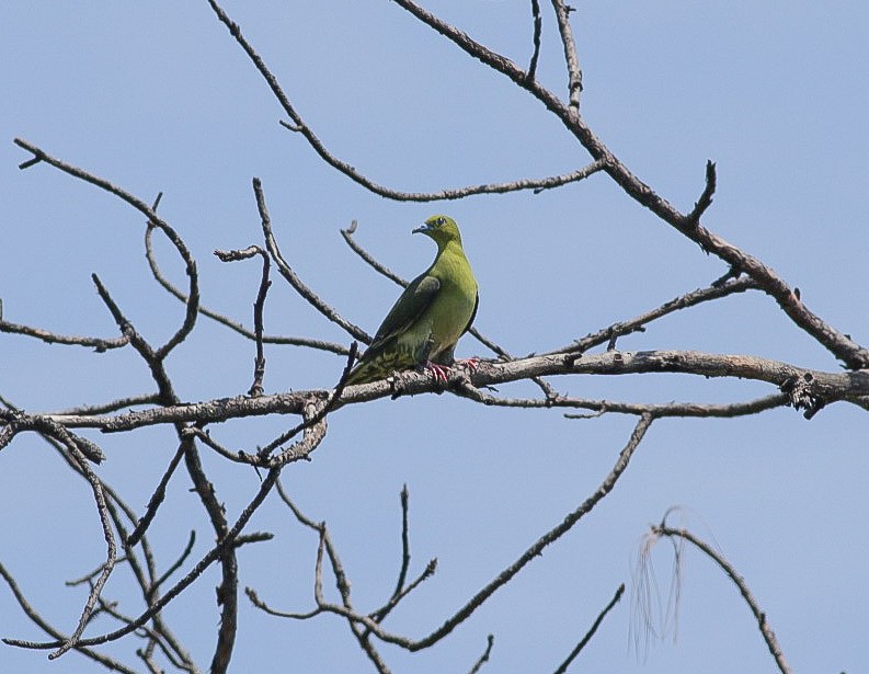 Wedge-tailed Green-Pigeon - ML620219211