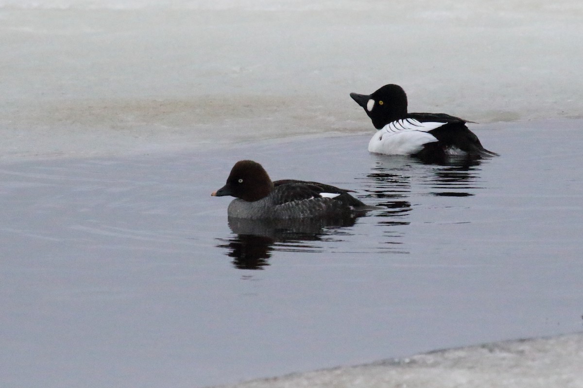 Common Goldeneye - ML620219213