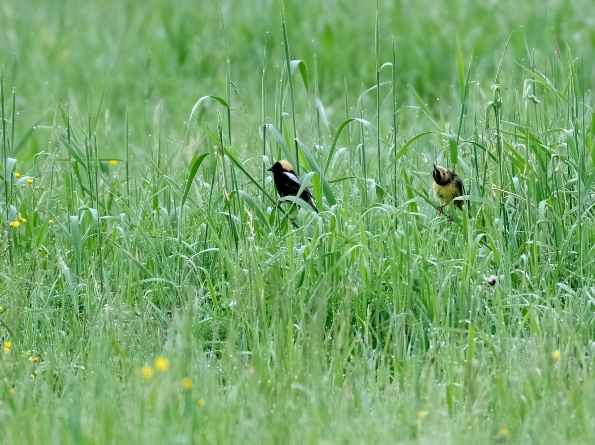 bobolink americký - ML620219218