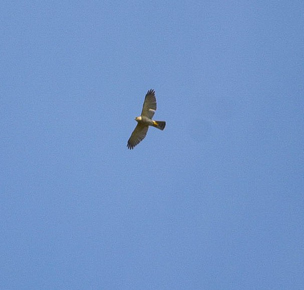 Black-winged Kite - ML620219223