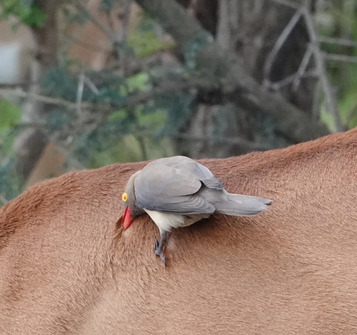 Red-billed Oxpecker - ML620219224