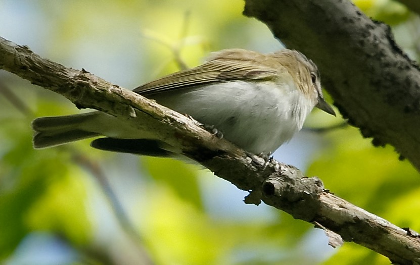 Red-eyed Vireo - ML620219227