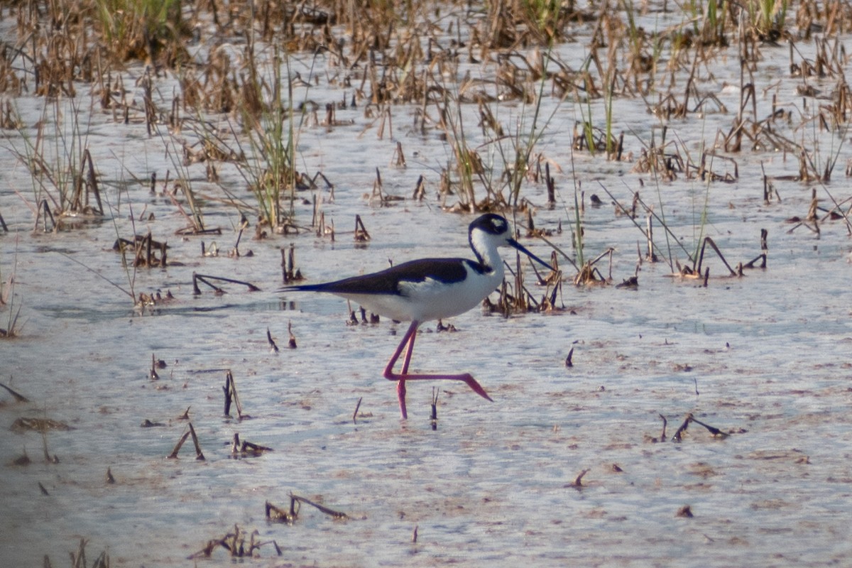 Black-necked Stilt - ML620219229