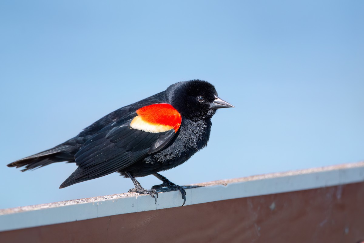 Red-winged Blackbird - ML620219233