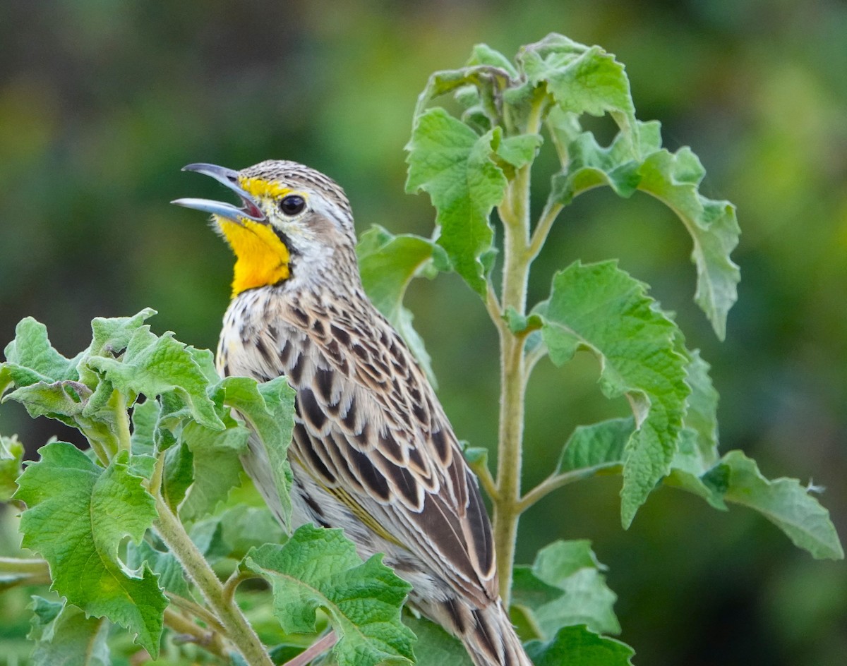 Yellow-throated Longclaw - ML620219243