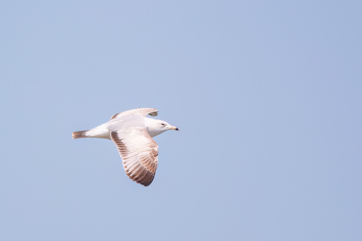 Ring-billed Gull - ML620219245