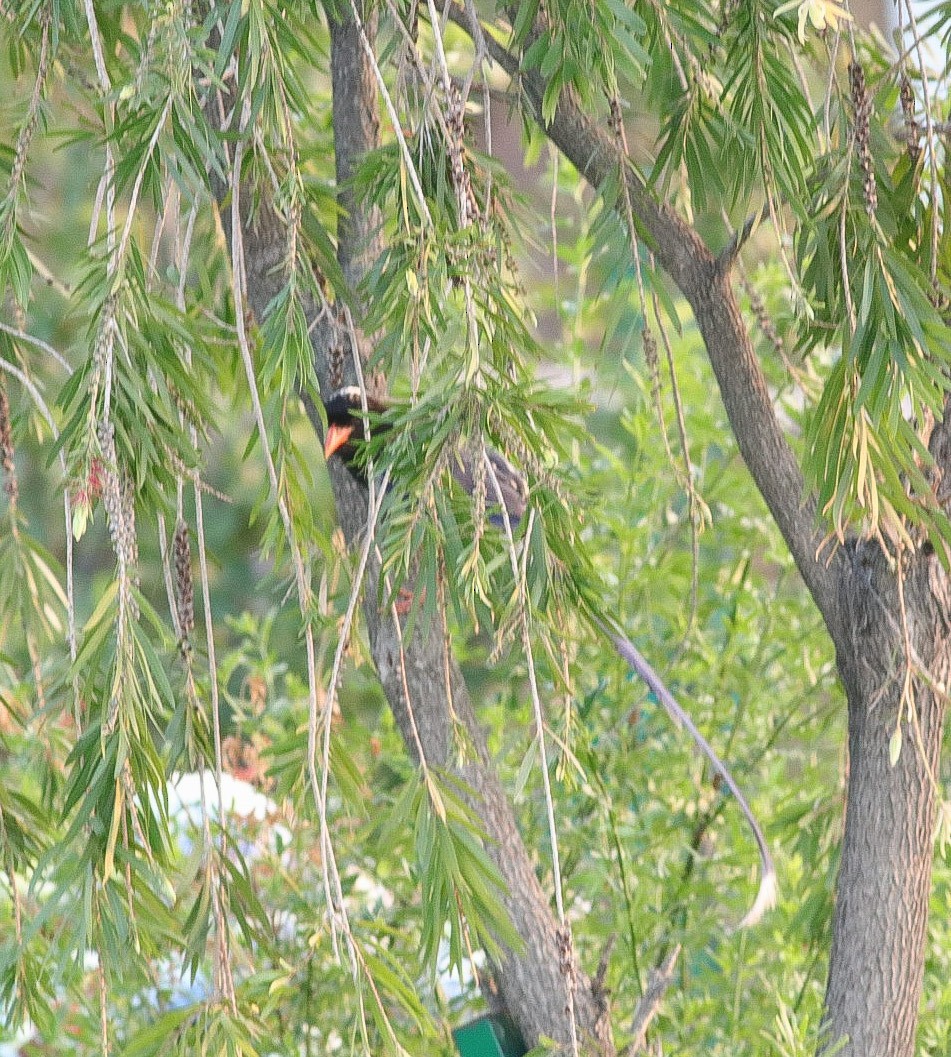 Red-billed Blue-Magpie - ML620219256