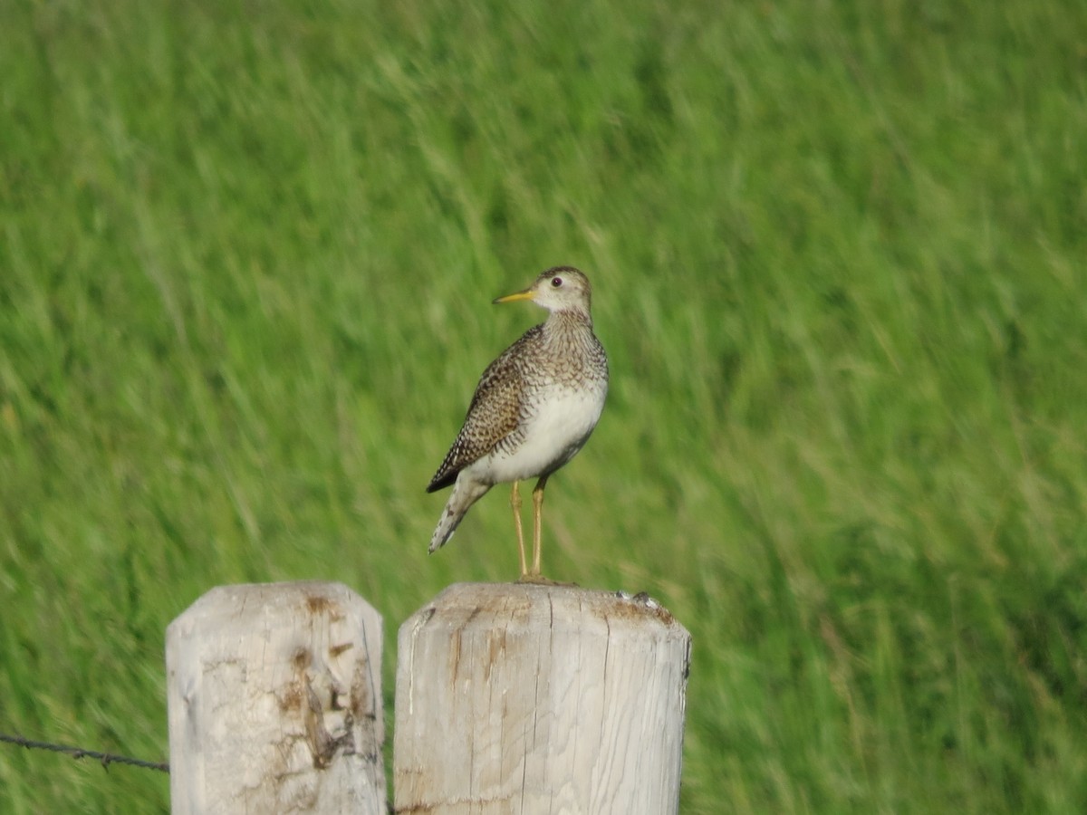 Upland Sandpiper - ML620219259