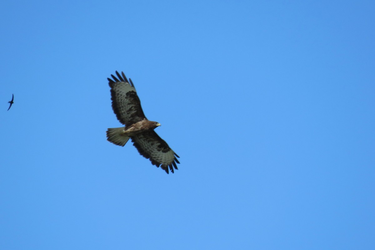 Common Buzzard - ML620219262