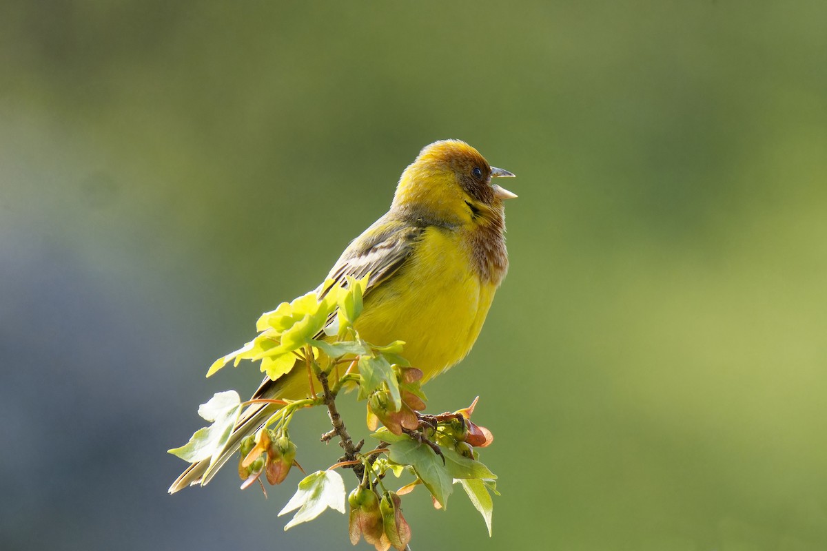 Red-headed Bunting - ML620219275