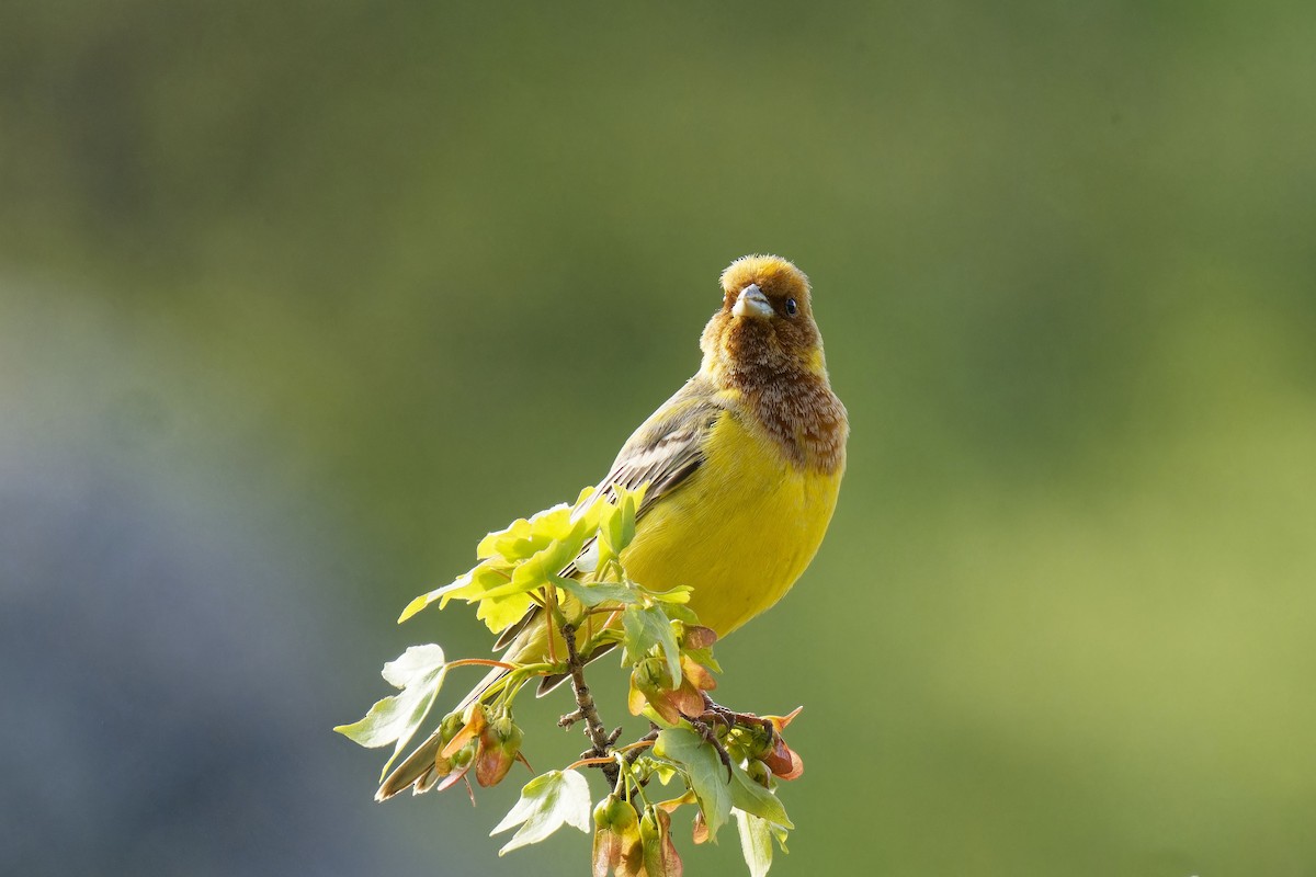 Red-headed Bunting - ML620219282