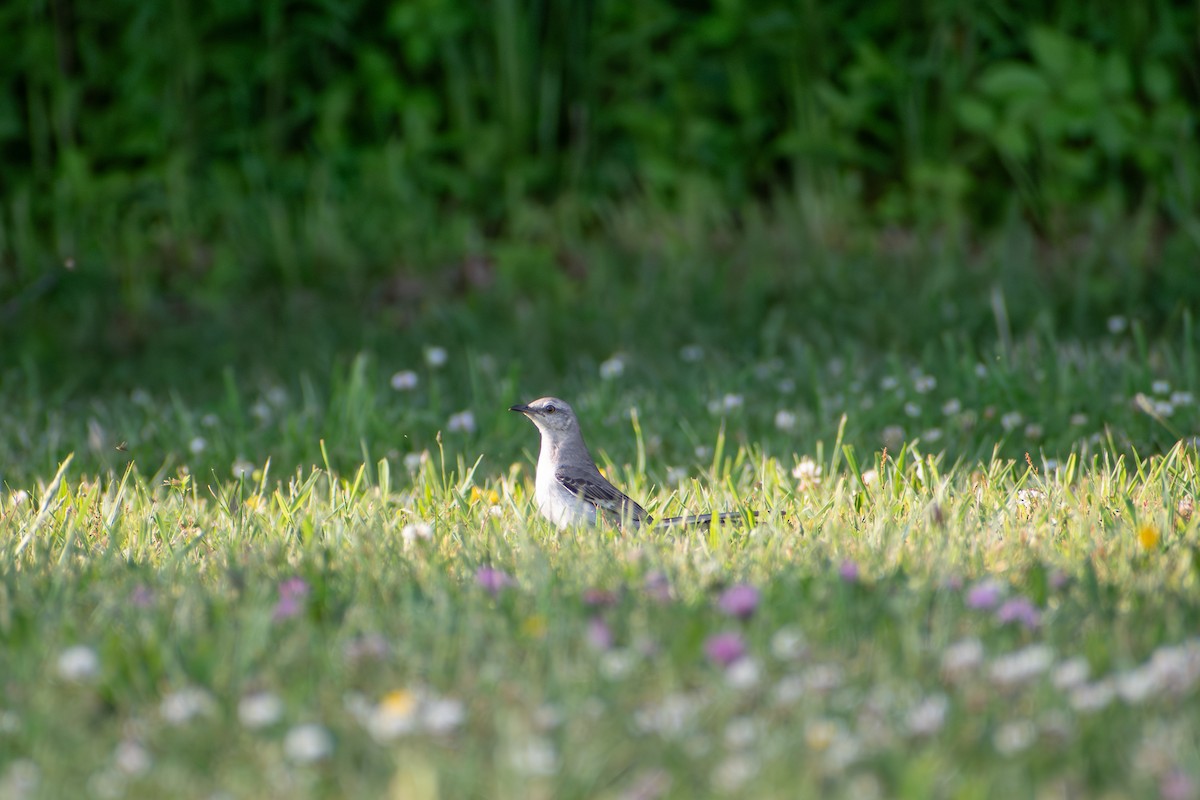 Northern Mockingbird - ML620219286