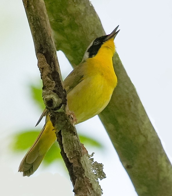 Common Yellowthroat - ML620219290