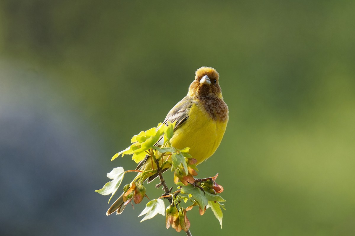 Red-headed Bunting - ML620219291