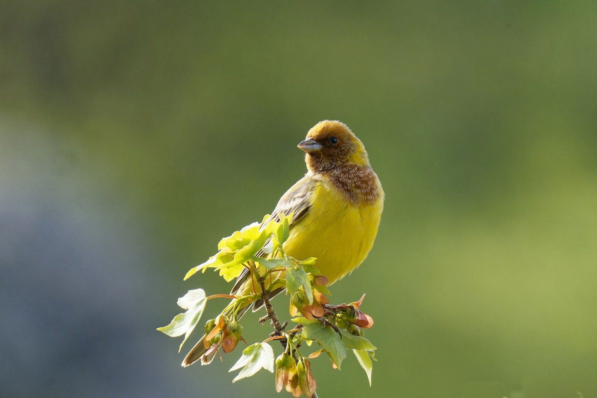 Red-headed Bunting - ML620219292