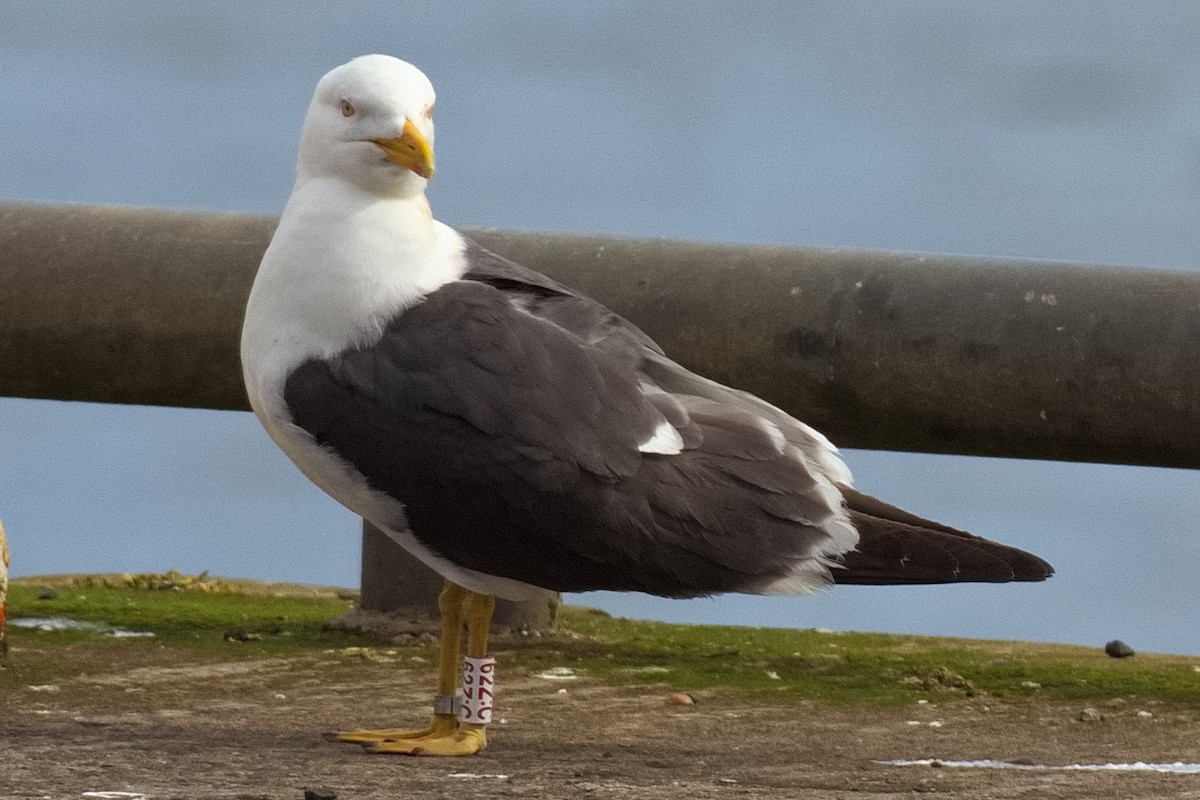 Gaviota Sombría - ML620219294