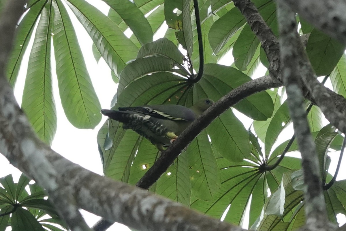 African Green-Pigeon - ML620219297