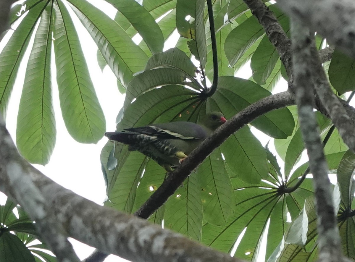 African Green-Pigeon - ML620219298