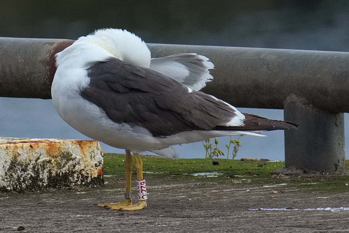 Lesser Black-backed Gull - ML620219300