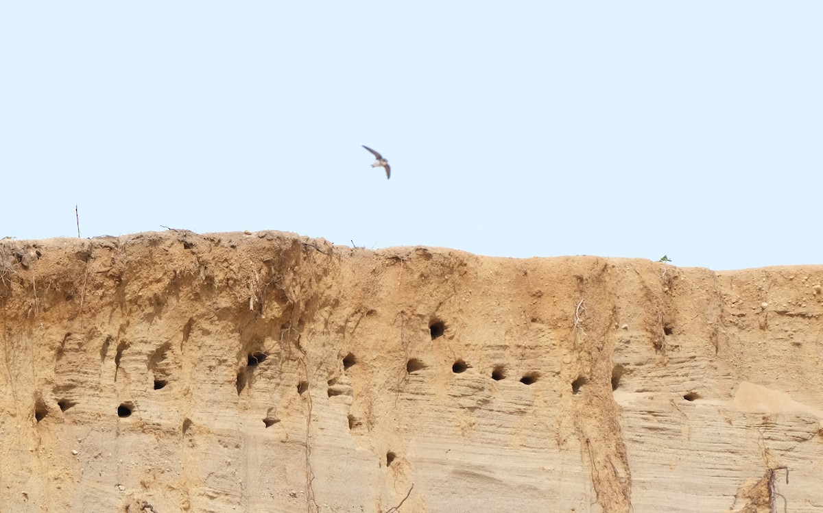 Bank Swallow - ML620219306