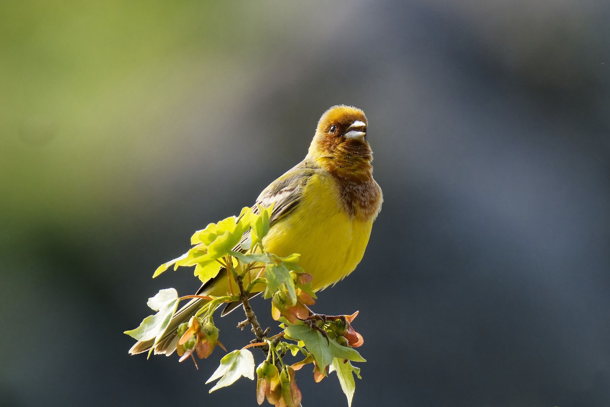 Red-headed Bunting - ML620219308