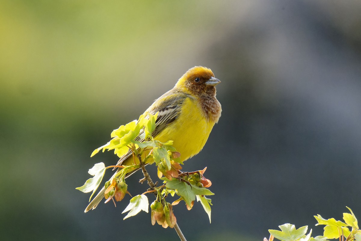 Red-headed Bunting - ML620219314