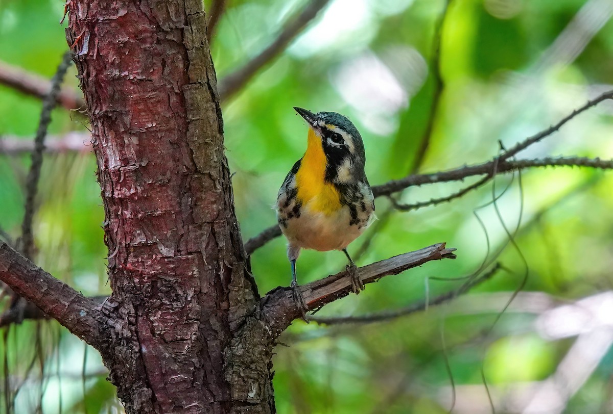 Yellow-throated Warbler - ML620219315