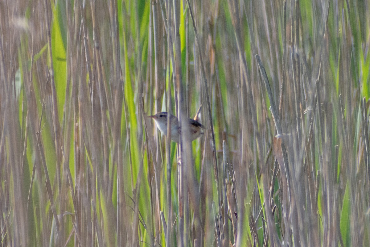 Barn Swallow (American) - ML620219319