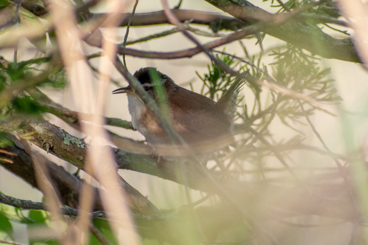 Barn Swallow (American) - ML620219321