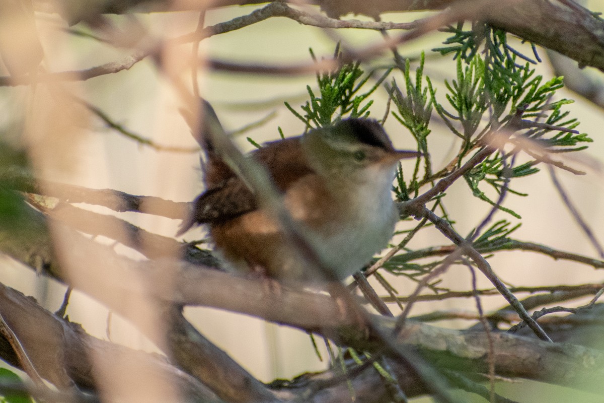 Barn Swallow (American) - ML620219323