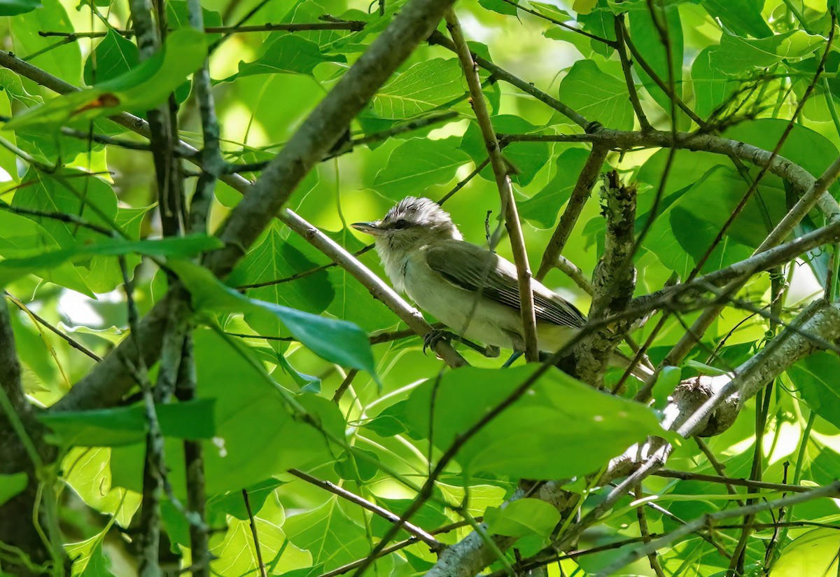 Viréo aux yeux rouges - ML620219334