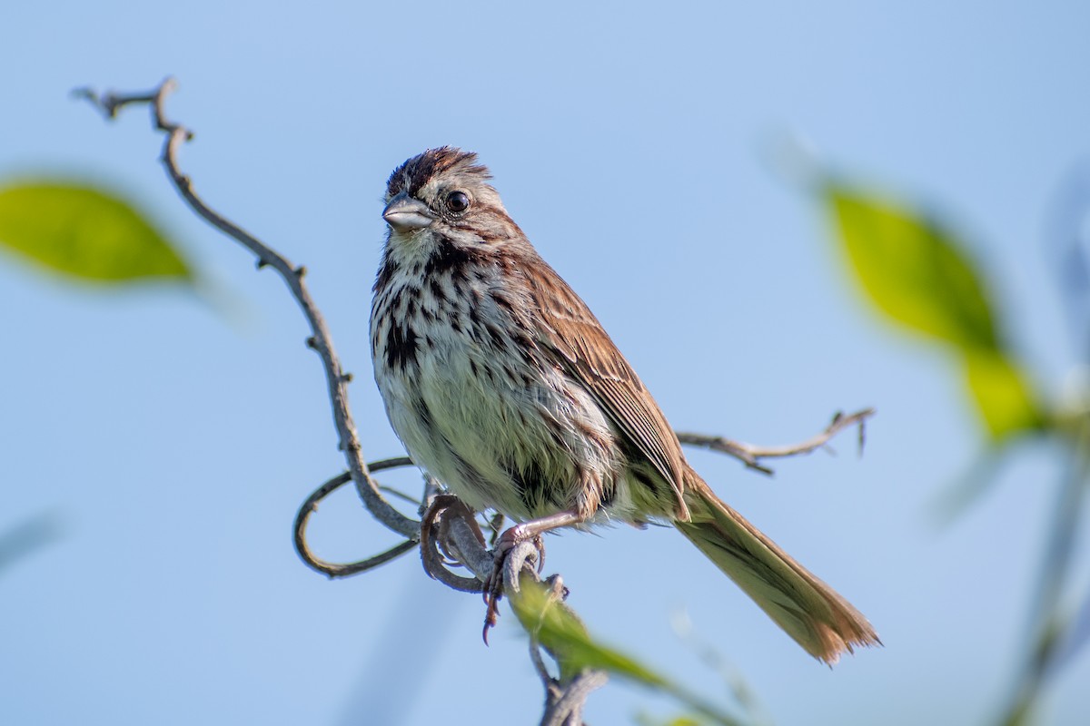 Song Sparrow (melodia/atlantica) - ML620219335