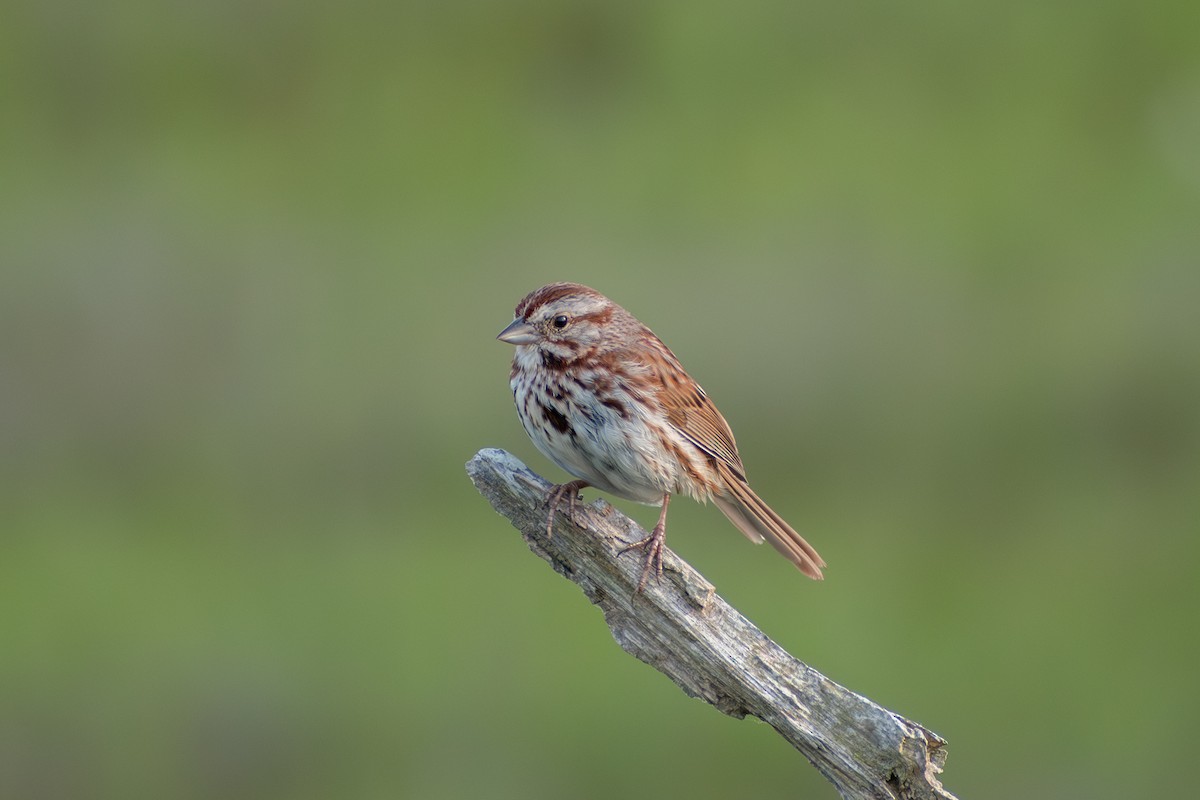 Song Sparrow (melodia/atlantica) - ML620219336