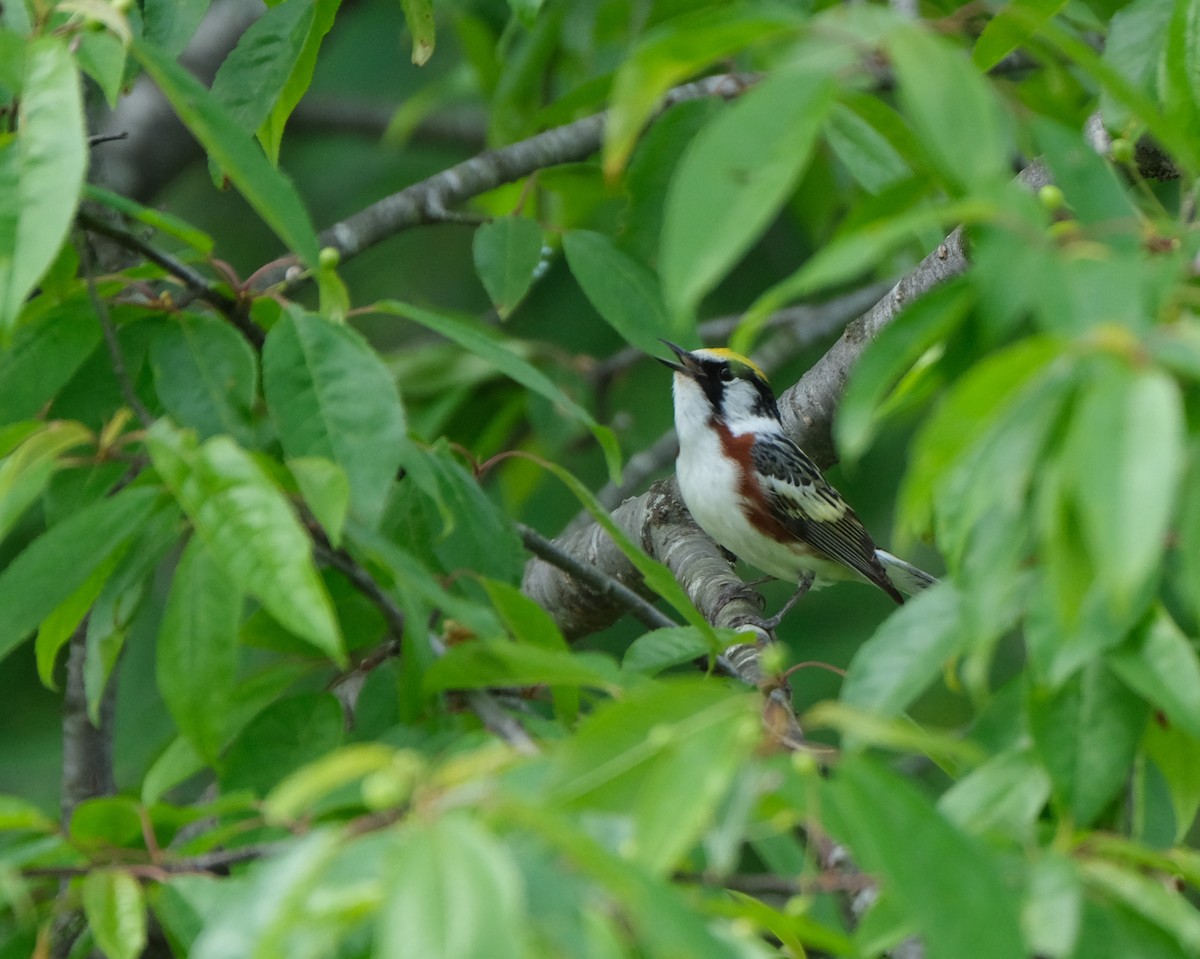 Chestnut-sided Warbler - ML620219341