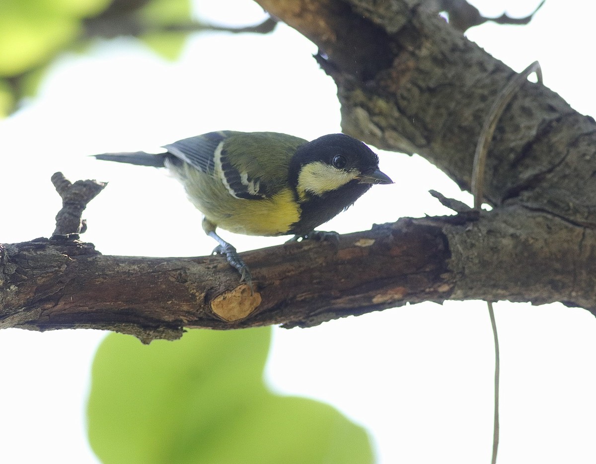 Green-backed Tit - ML620219351